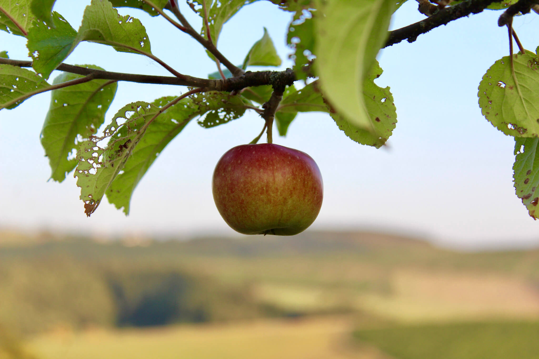 Ein Apfel am Baum